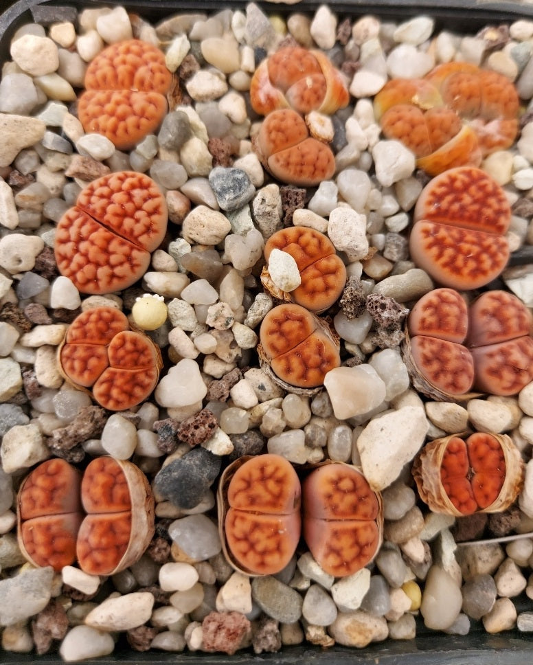 Lithops karasmontana var. tischeri C.182' - 20 seeds fresh