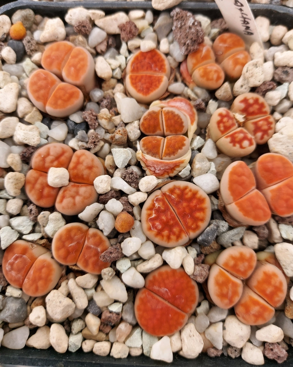 Lithops karasmontana 'Lateritia' 20 seeds fresh