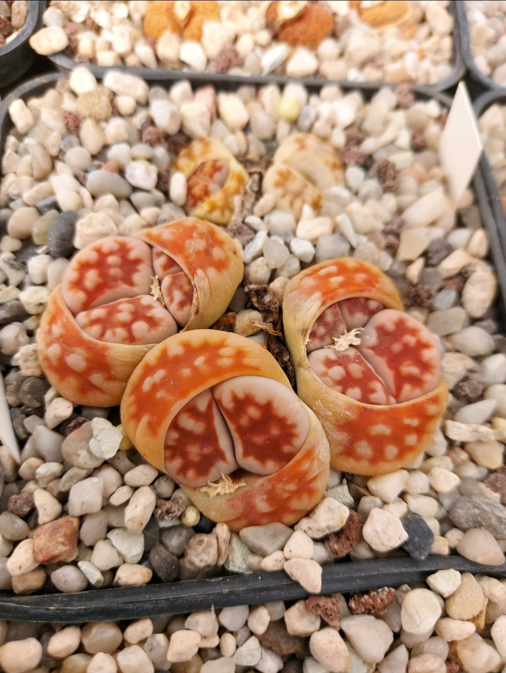 lithops karasmontana summitatum - 20 seeds fresh