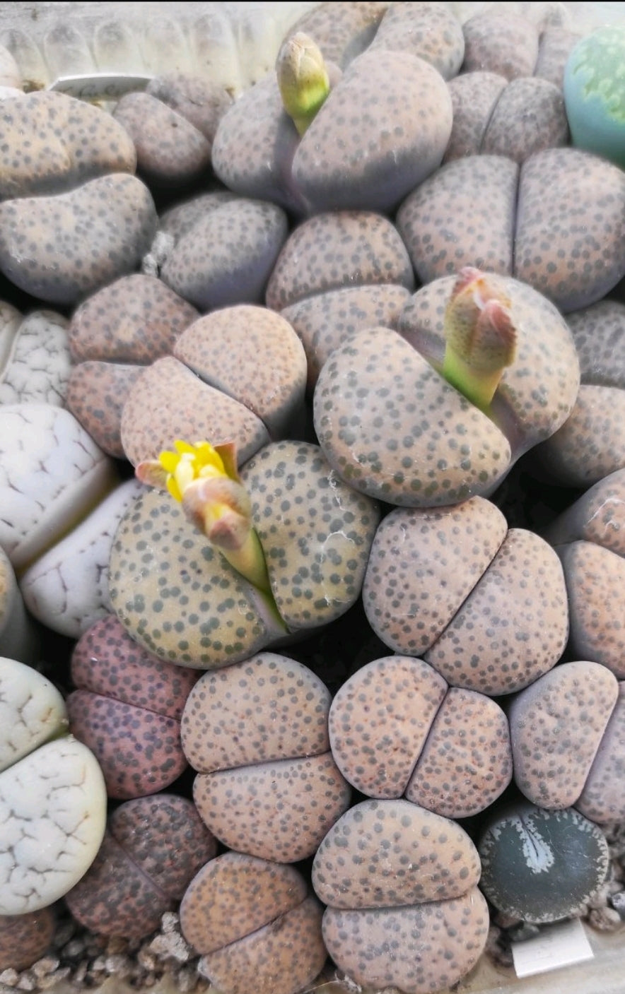 Lithops fulviceps C 222  - 20 fresh seeds