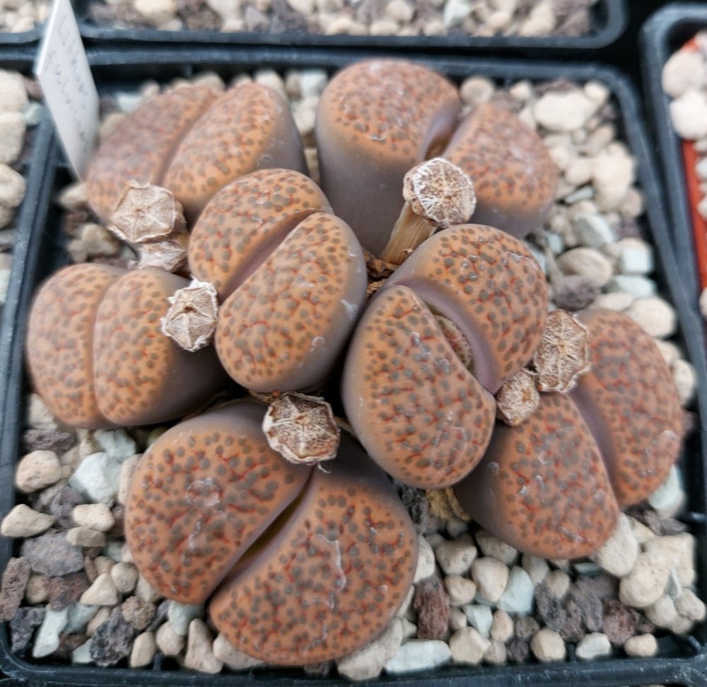 Lithops fulviceps C 222  - 20 fresh seeds