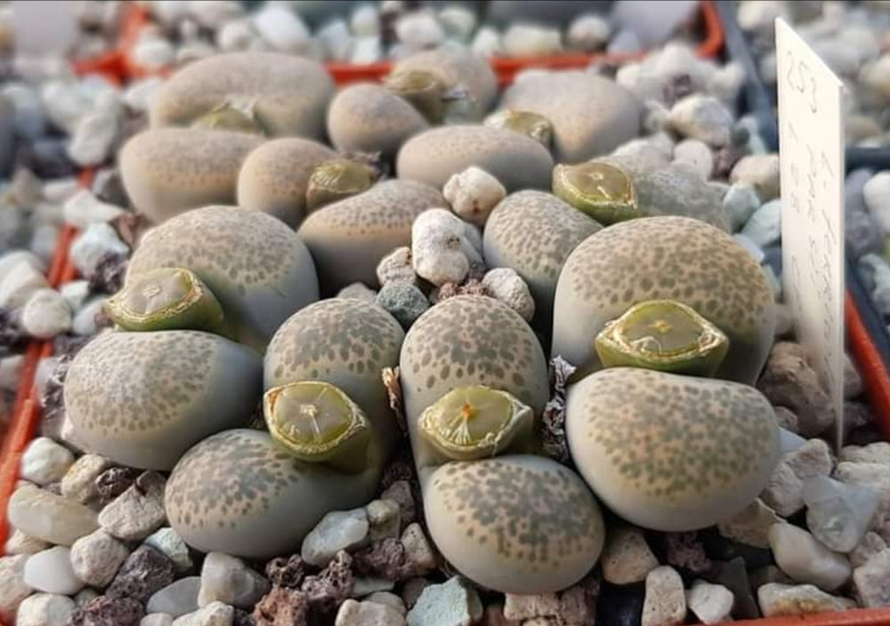 Lithops terricolor v. persii L 28-   - 20 fresh seeds