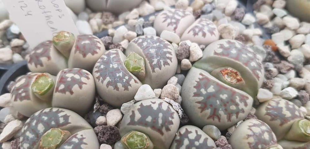 Lithops dorotheae  c124-  20 seeds