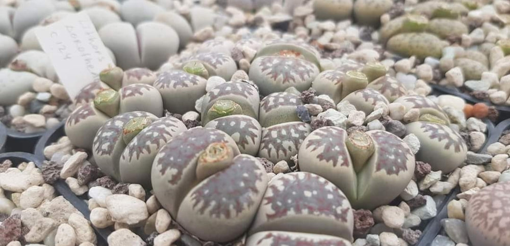 Lithops dorotheae  c124-  20 seeds