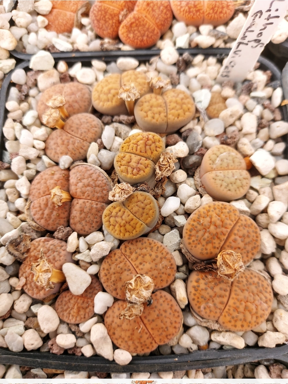 Lithops fulviceps v. lydiae   - 20 fresh seeds