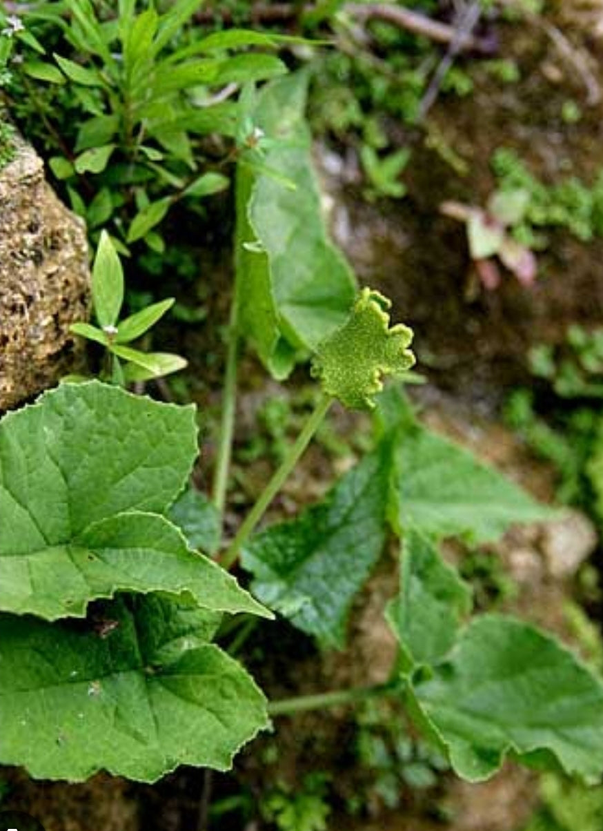 Dorstenia contrajerva 10 seeds caudex