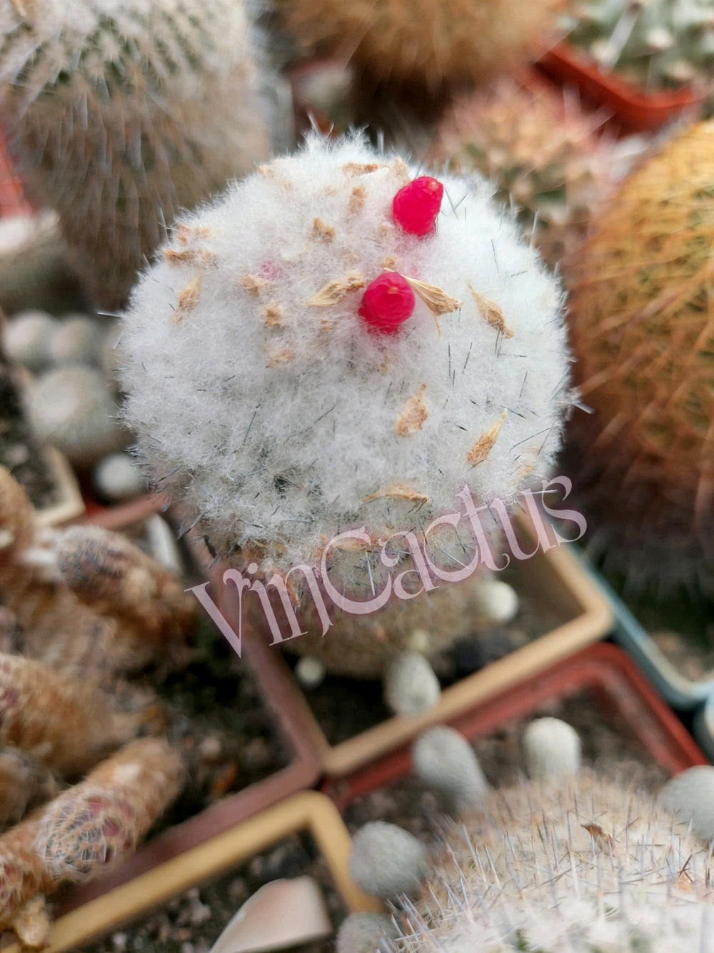 Epithelantha bokei v unguispina MG 370.5  seeds 10 cactus seeds