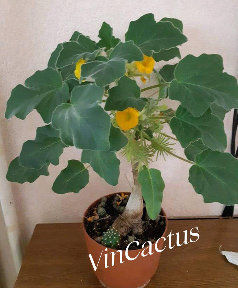 Uncarina roeoesliana 10 seeds. Very rare. Caudex