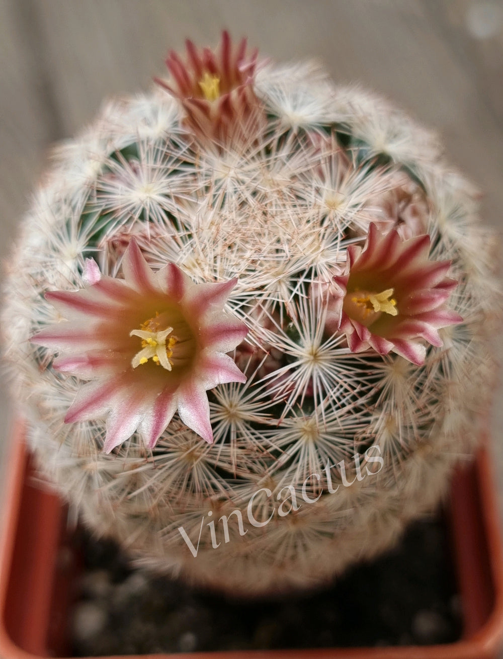 mammillaria lasiacantha SB 67 --- 10 seeds