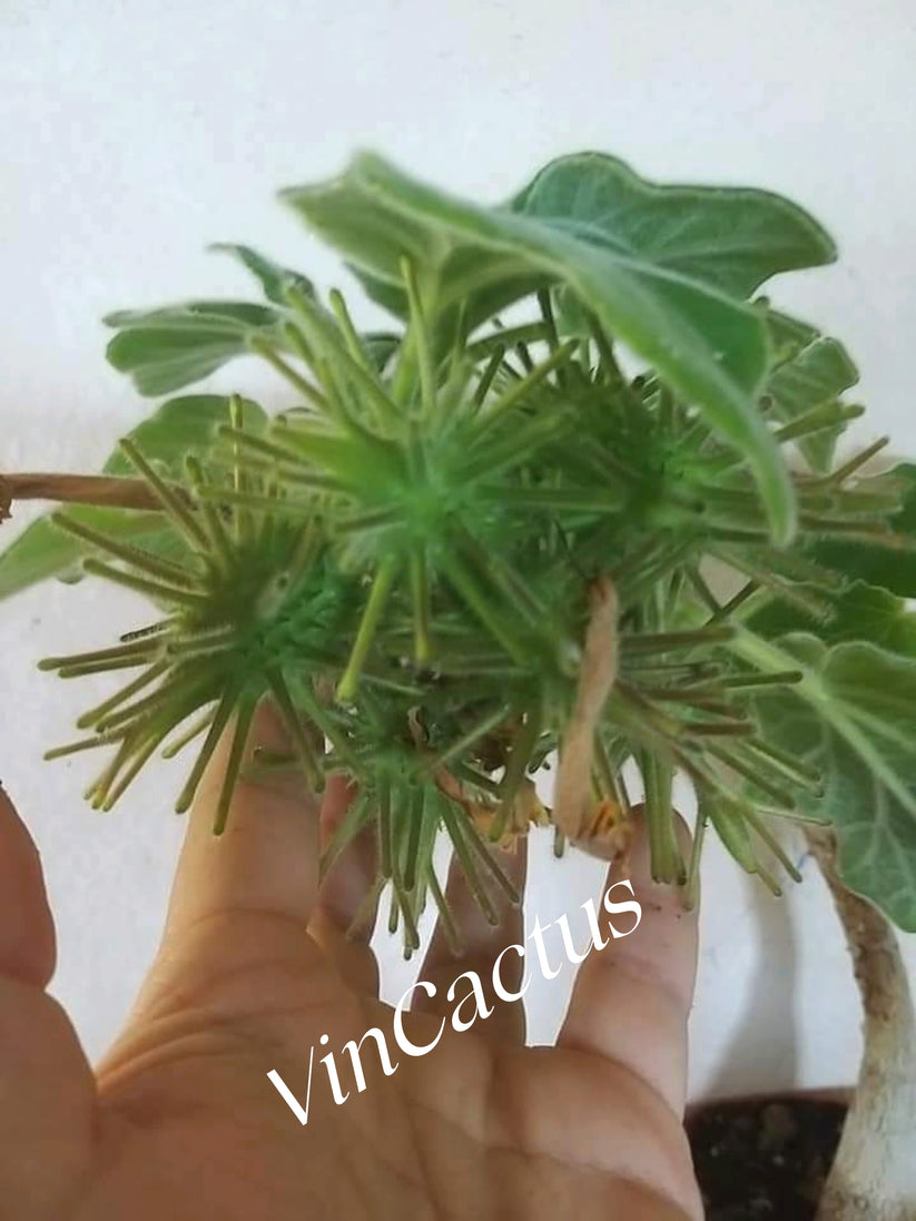 Uncarina roeoesliana 10 seeds. Very rare. Caudex