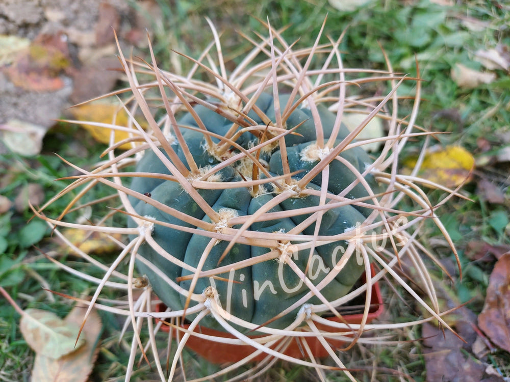 Gymnocalycium cardenasianum longuspinum selective form 10 SEEDS RARE cactus succulents seeds