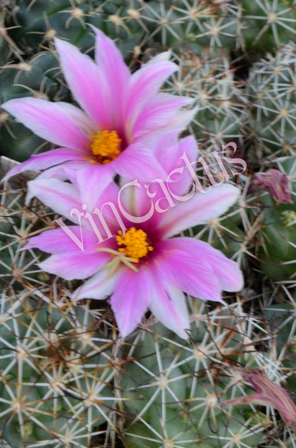 Mammillaria / Bartschella schumannii 10 seeds cactus succulents