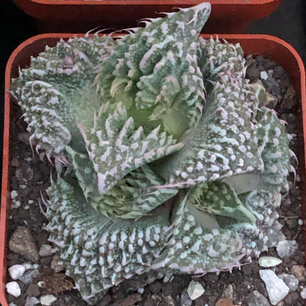 Faucaria tuberculosa cv. Super Warty 15 seeds