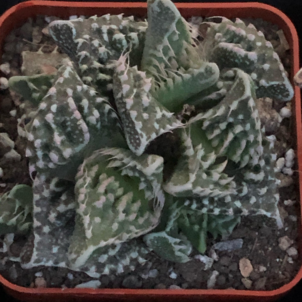 Faucaria tuberculosa cv. Super Warty 15 seeds