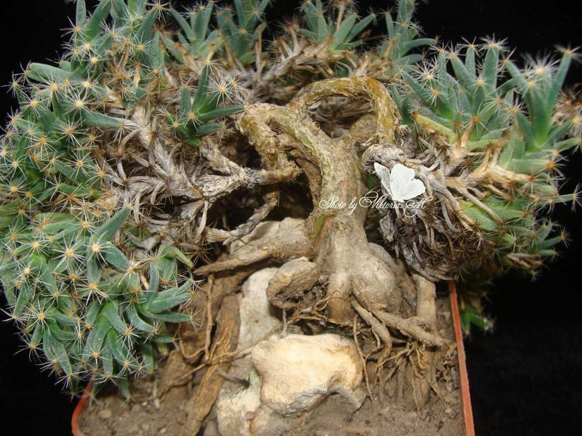 Trichodiadema densum 20 seeds Africans CAUDEX plant small bonsai
