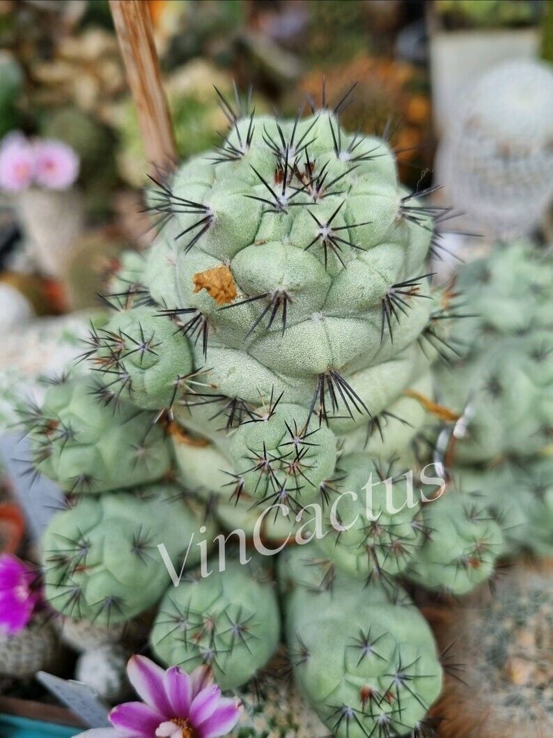 Ortegocactus macdougallii 5 seeds cactus very Rare seedsRARE CACTUS